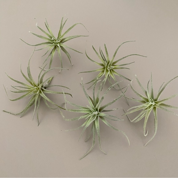 Threshold Accents 5 Artificial Air Plants Poshmark